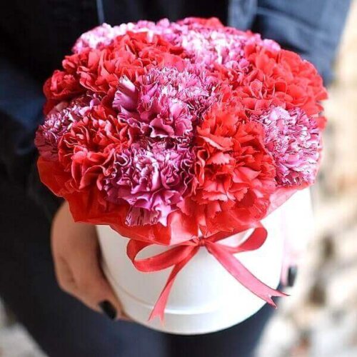 Carnation variety in flower boxes