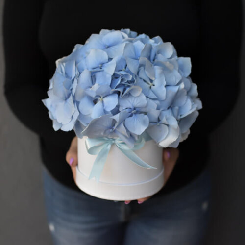 One color hydrangea box